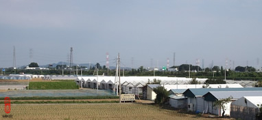 Nikkei Co. farm