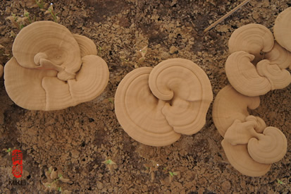 Reishi cultivation process step 6