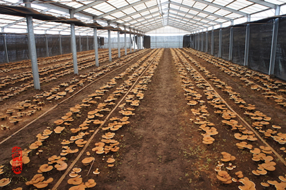 reishi cultivation greenhouse